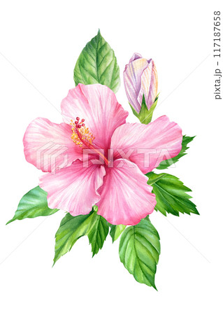 Exotic flowers. hibiscus flowers and leaves. Summer botanical painting, watercolor illustration Jungle flora isolated 117187658