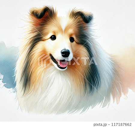 シェットランド・シープドッグ シェットランド・シープドッグ 117187662