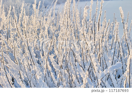 Graphically composition of branches of snow covered bush with snow stuck to them. Graphically composition of branches of snow covered bush with snow stuck to them. 117187693