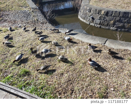 川の堰で休む鳩たち 117188177