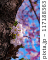 幹に咲く桜 117188363