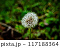 春の訪れを告げるタンポポの種 117188364