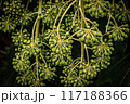 体に良さそうな植物の写真 117188366