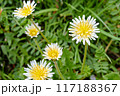 白いタンポポ 117188367