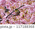 満開の桜の枝にとまるメジロ 117188368