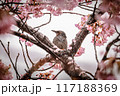 満開の桜の花にとまるヒヨドリ 117188369