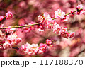春の訪れを告げる河津桜 117188370