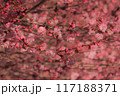 春の訪れを告げる河津桜 117188371