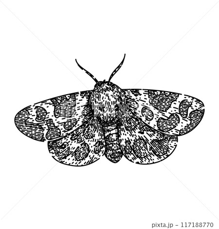 camouflage night moth sketch hand drawn vector camouflage night moth sketch hand drawn vector 117188770