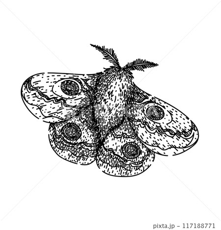 antennae night moth sketch hand drawn vector 117188771