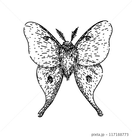 metamorphosis night moth sketch hand drawn vector metamorphosis night moth sketch hand drawn vector 117188773
