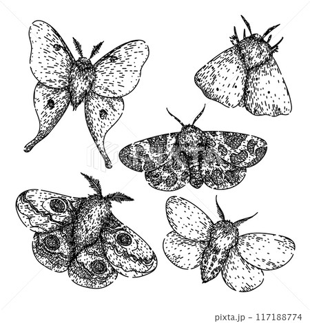 night moth set sketch hand drawn vector 117188774