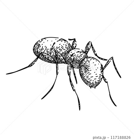 worker ant sketch hand drawn vector 117188826