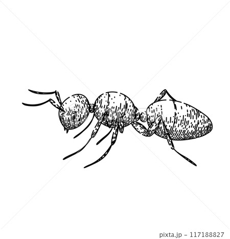 queen ant sketch hand drawn vector 117188827