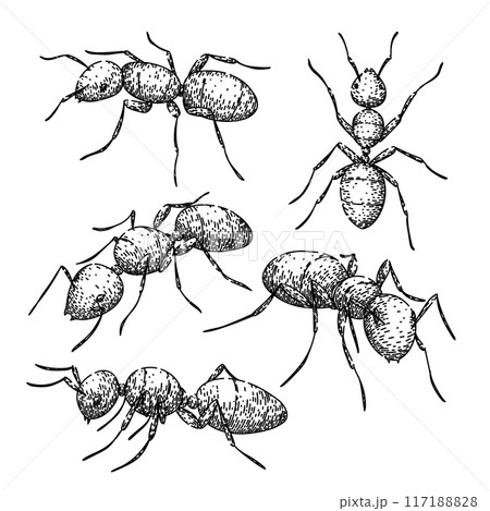 ant set sketch hand drawn vector 117188828