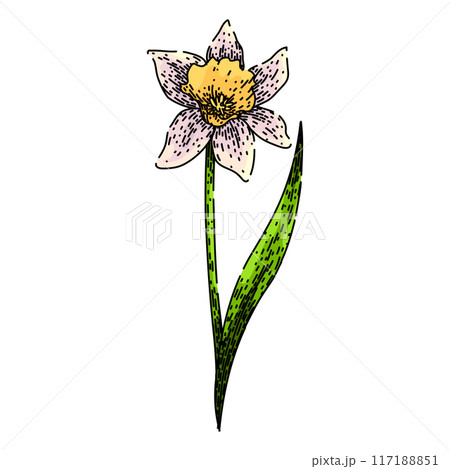 yellow daffodil sketch hand drawn vector 117188851
