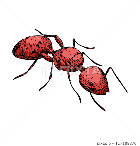 soldier ant sketch hand drawn vector 117188870