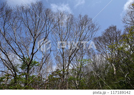 磐梯山登山、会津、福島県 磐梯山登山、会津、福島県 117189142