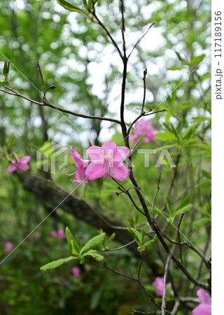 磐梯山登山、会津、福島県 磐梯山登山、会津、福島県 117189156
