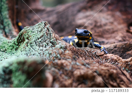 Spotted fire salamander on a old stump in the rain forest. 117189333