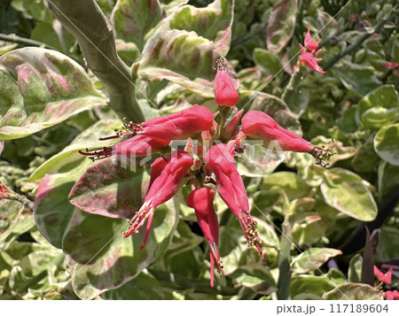 Blooming Pedilanthus tithymaloides (lat.- Euphorbia tithymaloides) in the Ein Gedi Botanical Garden 117189604