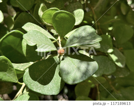 Leaves of the mistletoe fig (lat.- Ficus deltoidea) in the Ein Gedi Botanical Garden Leaves of the mistletoe fig (lat.- Ficus deltoidea) in the Ein Gedi Botanical Garden 117189613