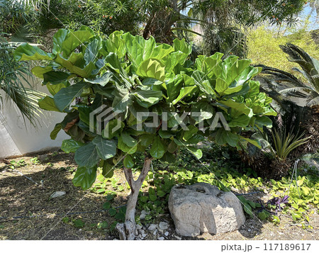 Ornamental tree fiddle-leaf fig, banjo fig (lat.- Ficus lyrata) in the Ein Gedi Botanical Garden 117189617