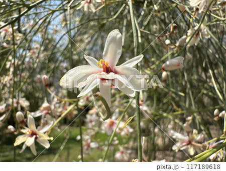 Blooming Leafless Bean Tree, Yasar Tree (lat.- Moringa peregrina) in the Ein Gedi Botanical Garden Blooming Leafless Bean Tree, Yasar Tree (lat.- Moringa peregrina) in the Ein Gedi Botanical Garden 117189618