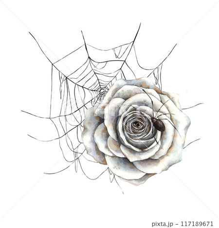Openwork spider web, vintage white roses and black gothic spider. Handmade watercolor illustration on isolated background. Illustration is suitable for Halloween, cards, packaging, posters, stickers Openwork spider web, vintage white roses and black gothic spider. Handmade watercolor illustration on isolated background. Illustration is suitable for Halloween, cards, packaging, posters, stickers 117189671