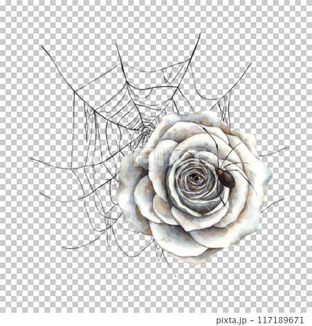Openwork spider web, vintage white roses and black gothic spider. Handmade watercolor illustration on isolated background. Illustration is suitable for Halloween, cards, packaging, posters, stickers Openwork spider web, vintage white roses and black gothic spider. Handmade watercolor illustration on isolated background. Illustration is suitable for Halloween, cards, packaging, posters, stickers 117189671