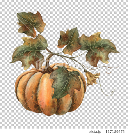 Orange realistic pumpkin with fall foliage and flower. Hand drawn watercolor botanical illustration. Suitable for decoration, cards, fall posters, Thanksgiving, Halloween, products, packaging 117189673
