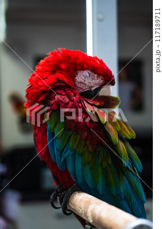 The red macaw parrot sleeps with its beak tucked under its wing The red macaw parrot sleeps with its beak tucked under its wing 117189711