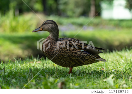 Duck, mallard stands on the grass in the park 117189733