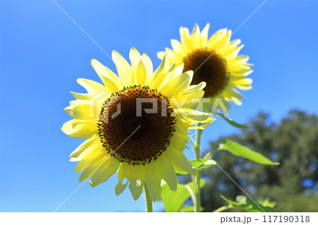 【香川県】夏の国営讃岐まんのう公園(ひまわり畑) 【香川県】夏の国営讃岐まんのう公園(ひまわり畑) 117190318