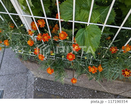 夏の庭に咲くオレンジ色のマリーゴールドの花 117190354