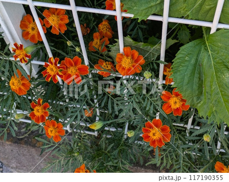 夏の庭に咲くオレンジ色のマリーゴールドの花 117190355
