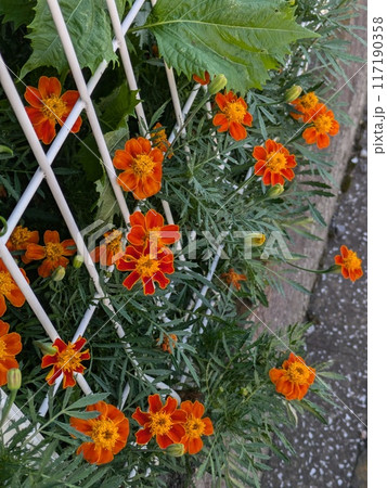 夏の庭に咲くオレンジ色のマリーゴールドの花 夏の庭に咲くオレンジ色のマリーゴールドの花 117190358