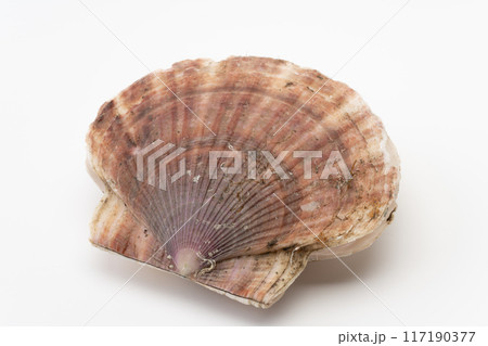 ホタテガイ 左殻 ホタテガイ 左殻 117190377