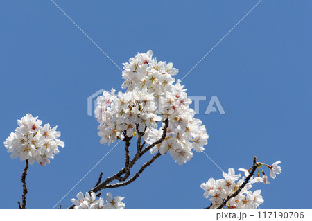 青空と満開の桜01 117190706