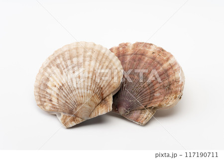 ホタテガイ ホタテガイ 117190711