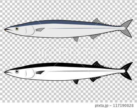 從側面看秋刀魚 117190828