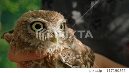 A detailed closeup reveals a young owl gently held in hands, set against a breathtaking natural background that showcases the wonders of nature 117190863