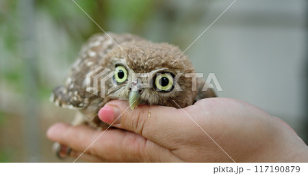 A woman hand gently holds a cute little owl, showcasing the owl tiny size and charming features. 117190879