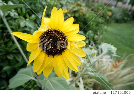 夏空に咲く一輪のひまわり|季節の花・自然風景 夏空に咲く一輪のひまわり|季節の花・自然風景 117191009