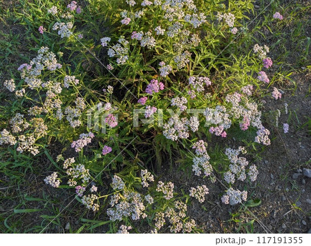 夏の庭に咲く白とピンク色のノコギリソウの花 夏の庭に咲く白とピンク色のノコギリソウの花 117191355