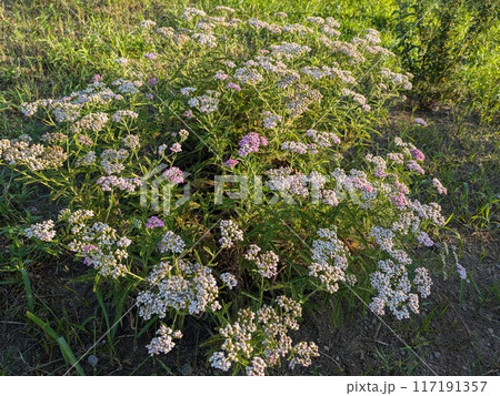 夏の庭に咲く白とピンク色のノコギリソウの花 117191357