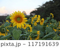 ひまわり　向日葵 117191639