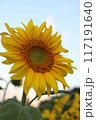 ひまわり　向日葵 117191640