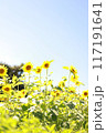 ひまわりの写真です。 117191641