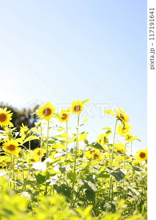 ひまわりの写真です。 ひまわりの写真です。 117191641